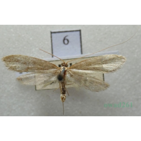 Nematopogon swammerdamella (Linnaeus, 1758) Czech6